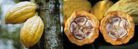 cacao pods and seeds