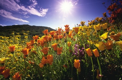 sunny summer field of flowers